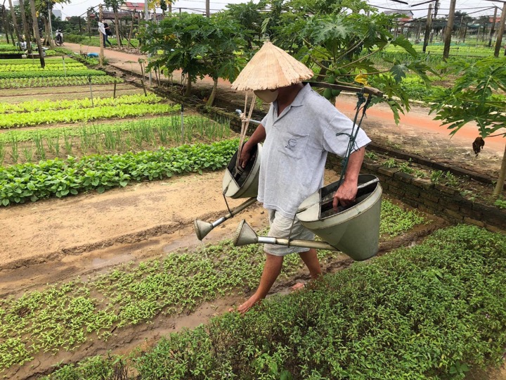 Vùng rau miền Trung hối hả xuống giống vụ rau Tết